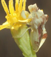 Phymata sp. flower